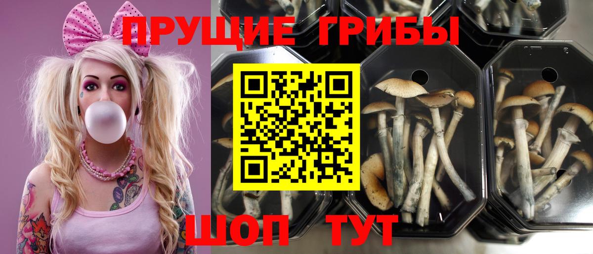 Советская Гавань  что такое наркотик  Вход с VPN  Псилоцибиновые грибы GOLDEN TEACHER 